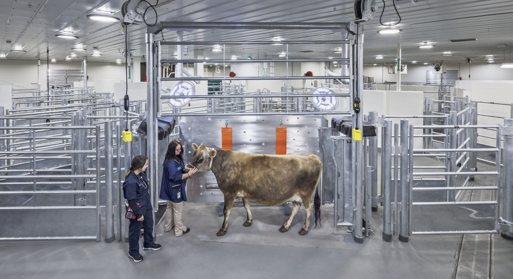 Flad Architects Veterinary Hospital Bovine Center